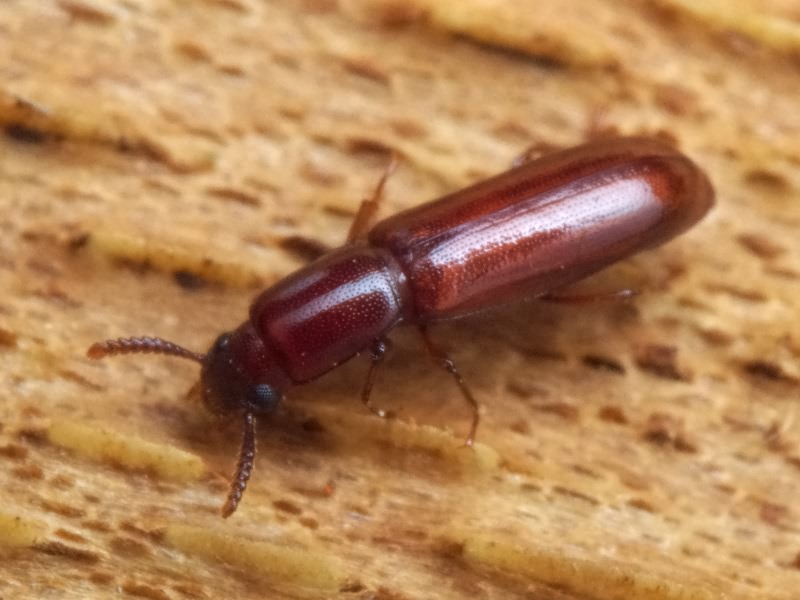 Corticeus unicolor Piller & Mitterpacher, 1783